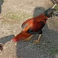 خروس لاری 7ماهه