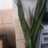 فروش گل و گیاه