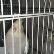 عروس هلندی جوجه نر