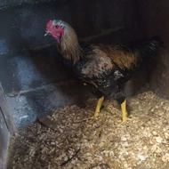 خروس لاری معاوضه یا فروش