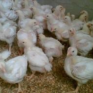 فروش مرغ ارگانیک زنده