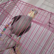 پرنده عروس هلندی سخنگو