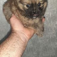 پامر اشپیتز یک ماه واگذاری