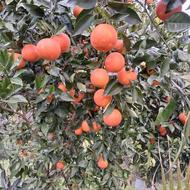 پرتقال خونی