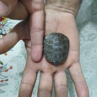 لاک پشت مینیاتوری