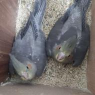 عروس هلندی یک ماهه