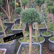 درختچه های مورت چند کله