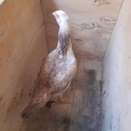 مرغ لاری ابرش