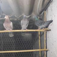 کبوتر پلاکی