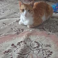 واگذاری گربه