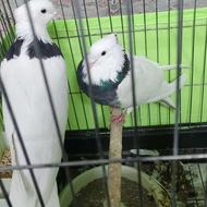 کبوتر طوقی جفت با قفس