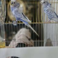 یک جفت مرغ عشق پروانه ای جفت اماده تخم .700