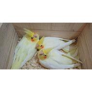 جوجه عروس.لوتینو.زعفرانی نروماده رام و دستی