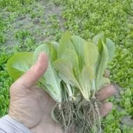 نهال کاهو سفید روغنی