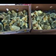 جوجه غاز3روزه