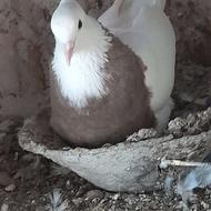 کبوتر طوقی ماده کارتنی و‌ سرکه ای