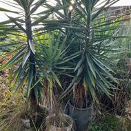 فروش یوکا در تنکابن لتاک