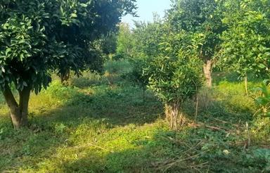 فروش باغ مرکبات 525 متر