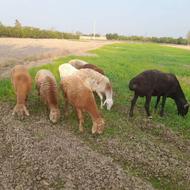 گوسفند چینی آبستن