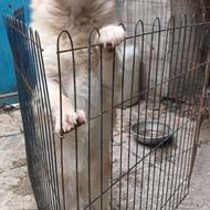 واگذاری سگ کورگی اشپیتز 7ماهه