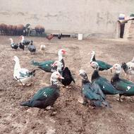 فروش 6 ماده سیکا و2 نر سال خوردهس