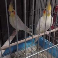 عروس هلندی جفت لوتینو مولد