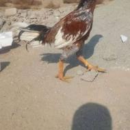 خروس لاری اصیل فروشی فیلم کسوش موجود