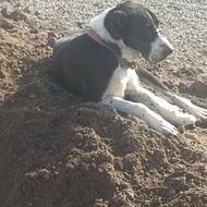 ماده خراسانی واگذاری