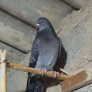 کبوتر غریب فوری