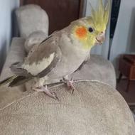 عروس هلندی ماده