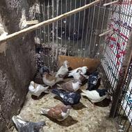 تعداد 12عددجوانه