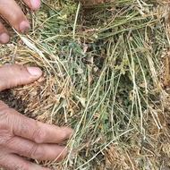 یونجه چین اول کاشت 3 ساله