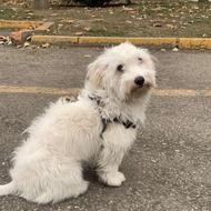 نژاد تریر تربیت شده واگذاری