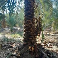 گراس درخت خرما