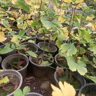 فروش گل ژینگو و لاوسن سطل3ریشه پرس کشکوه