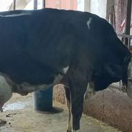 سیمینتال شیری و گوساله نر