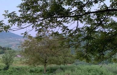 فروش فوری زمین. بهمنان.