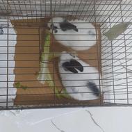 خرگوش زیباوسالم