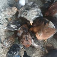 جوجه مرغ گلایگانی