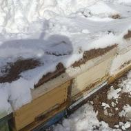 فروش زنبور عسل