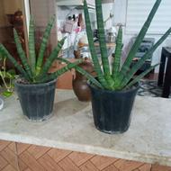 گل های طبیعی خاص