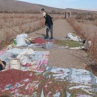 زرشک تاره امسالی