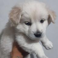 توله اشپیدز پامر واگذاری