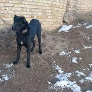 سگ سرابی اصیل واگذاری