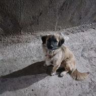 سگ پا کوتاه نرواگذاری