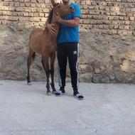 اسب مادیون با کره نریون