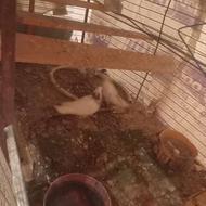 پنج.تا.کفتر.پرشی.خشکل