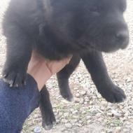 واگذاری توله‌سگ‌های‌افقان‌