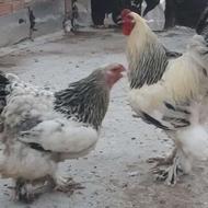 مرغ و خروس برهمالایت