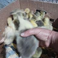 جوجه غاز محلی